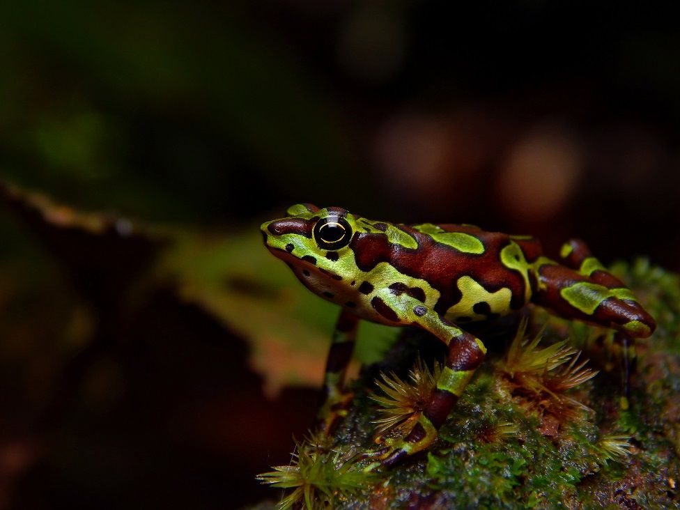 A tropical frog on the ground