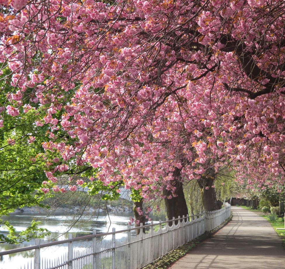 In pictures: Scotland in the pink - BBC News