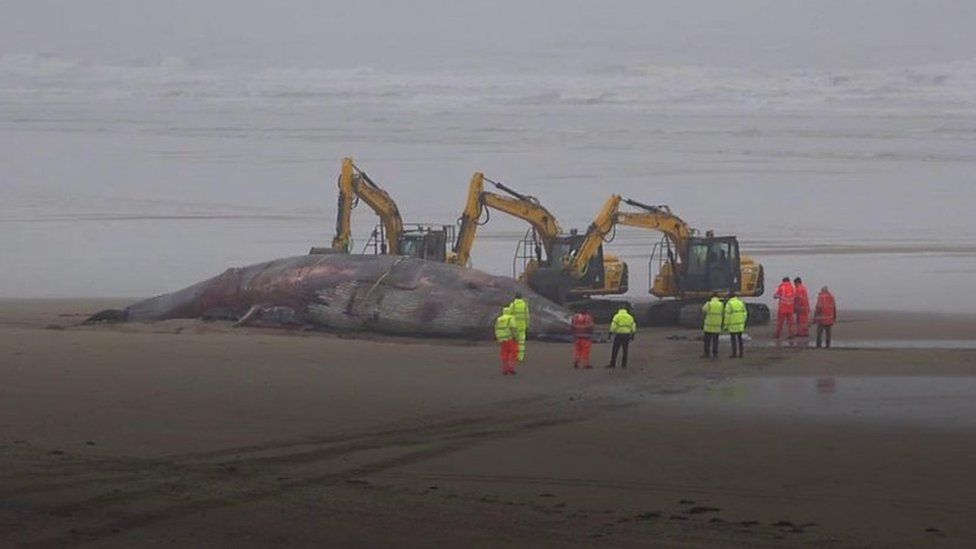 Whale carcass on Bridlington's South Beach