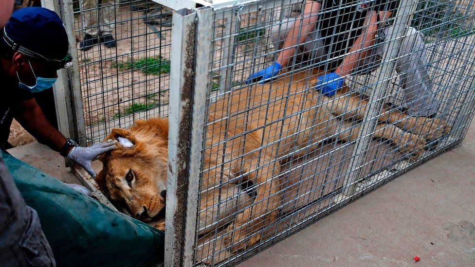 File photo from 28 March 2017 shows members of Four Paws International treating Simba, a lion abandoned in a cage at a zoo in Mosul