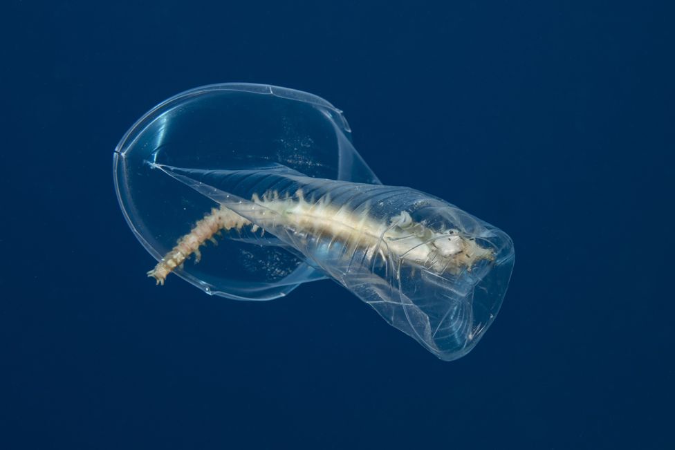 A seahorse trapped in a plastic cup