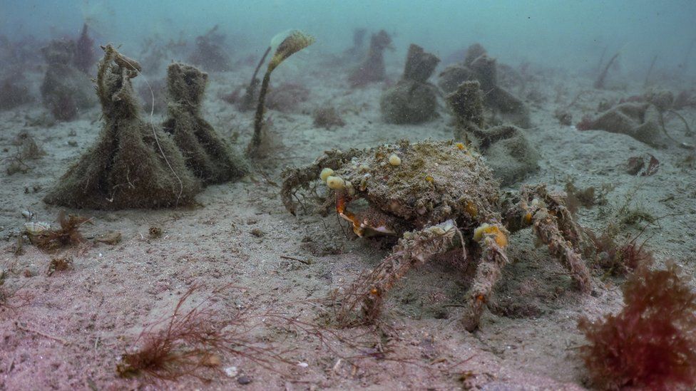 Seagrass seed bags next to a crab