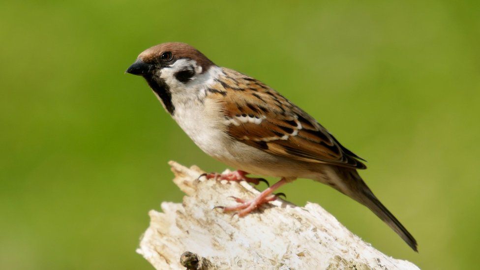 Struggling Tree Sparrow Gets Water Works Aid Bbc News