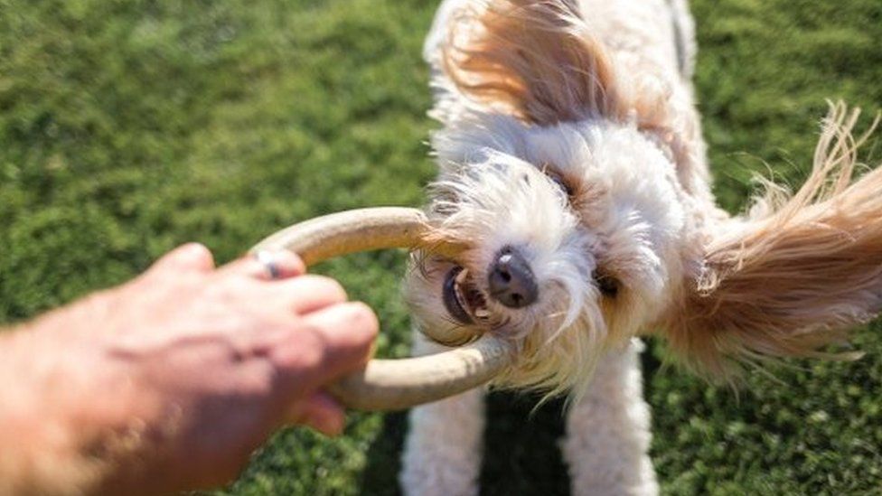 Dog playing with owner