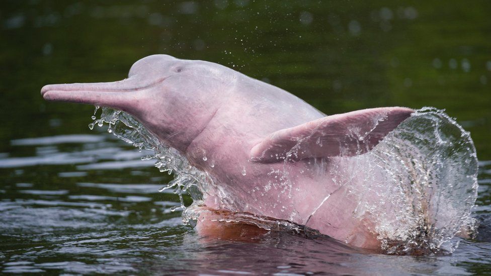 pink-dolphin