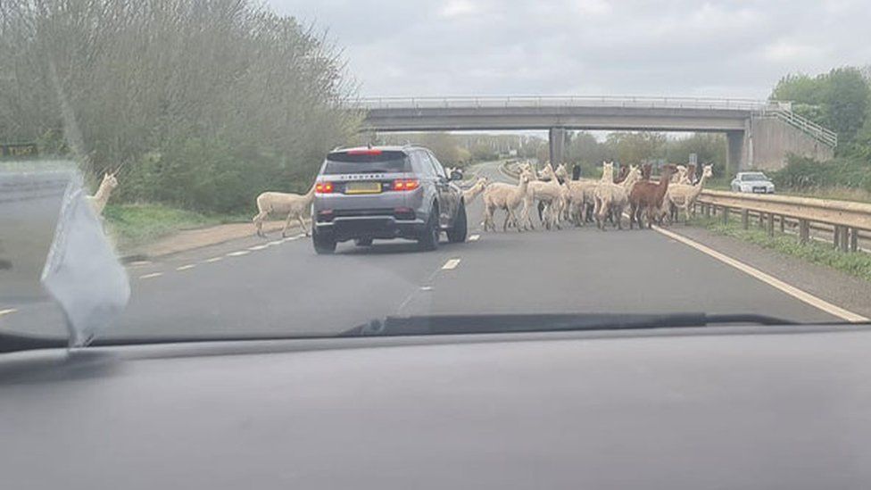 Herd of alpacas in a dual carriageway with a four wheel drive vehicle in front of them