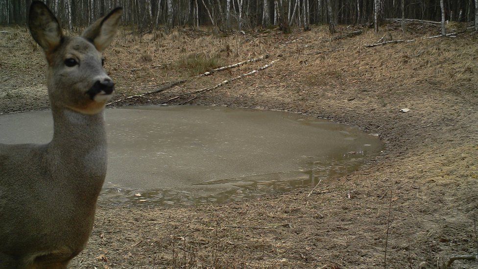 чорнобиль