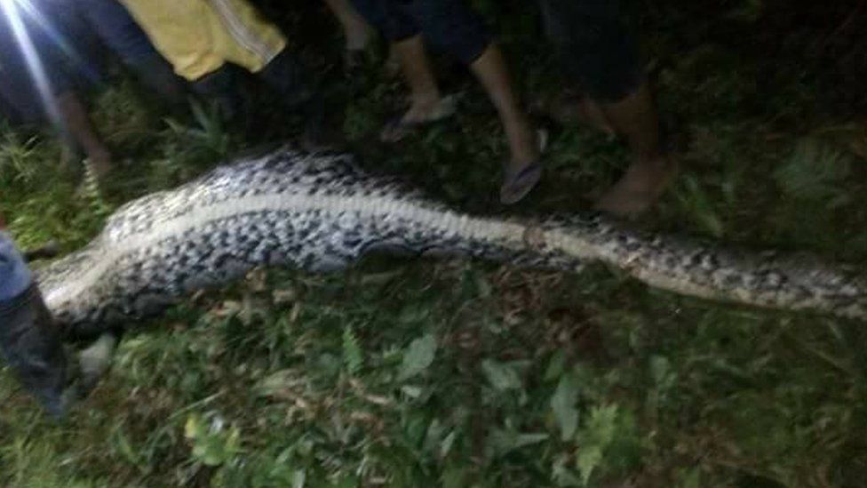 Indonesian man's body found inside python - police