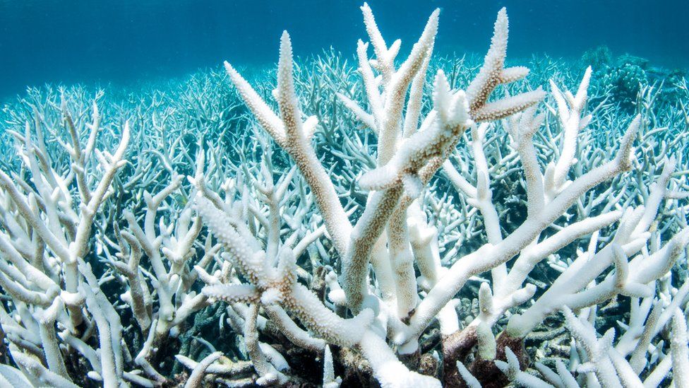 Great Barrier Reef on halting warming, study warns - BBC News