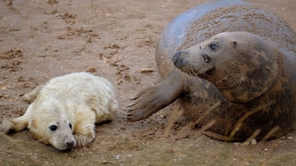 Donna Nook First baby seals of the pupping season seen on Lincolnshire