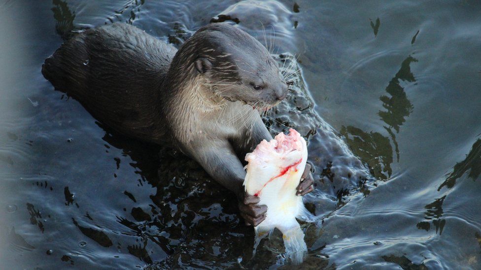 An otter chomping on a fish; shot from above