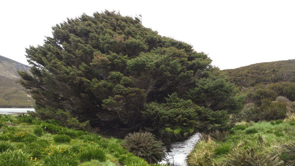 Así es el árbol "más solitario" de la Tierra y qué dice sobre la ...