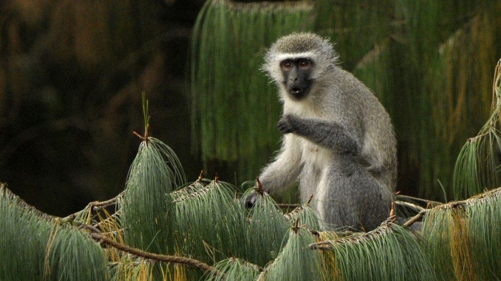 A female vervet monkey eats while seated on a pine branch in Balgowan on June 27, 2010