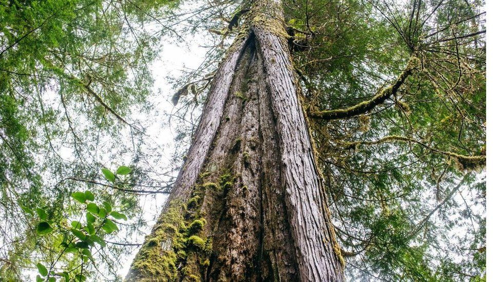 The Ancient Trees At The Heart Of A Case Against The Crown BBC News