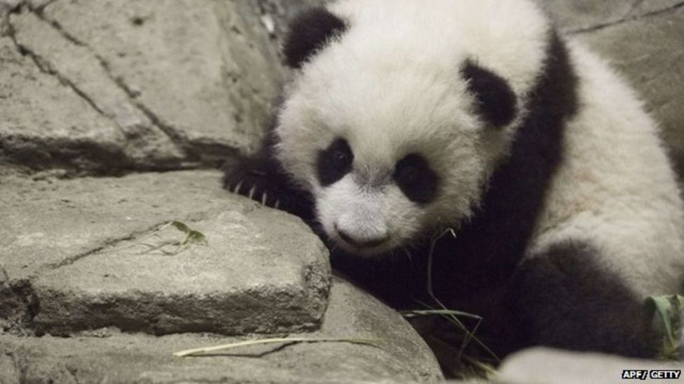 Baby panda born in Belgium zoo is 'true miracle' BBC News