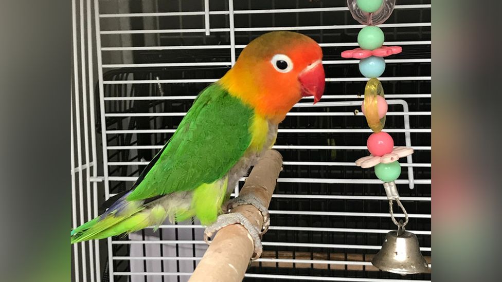 The abandoned lovebird in a cage