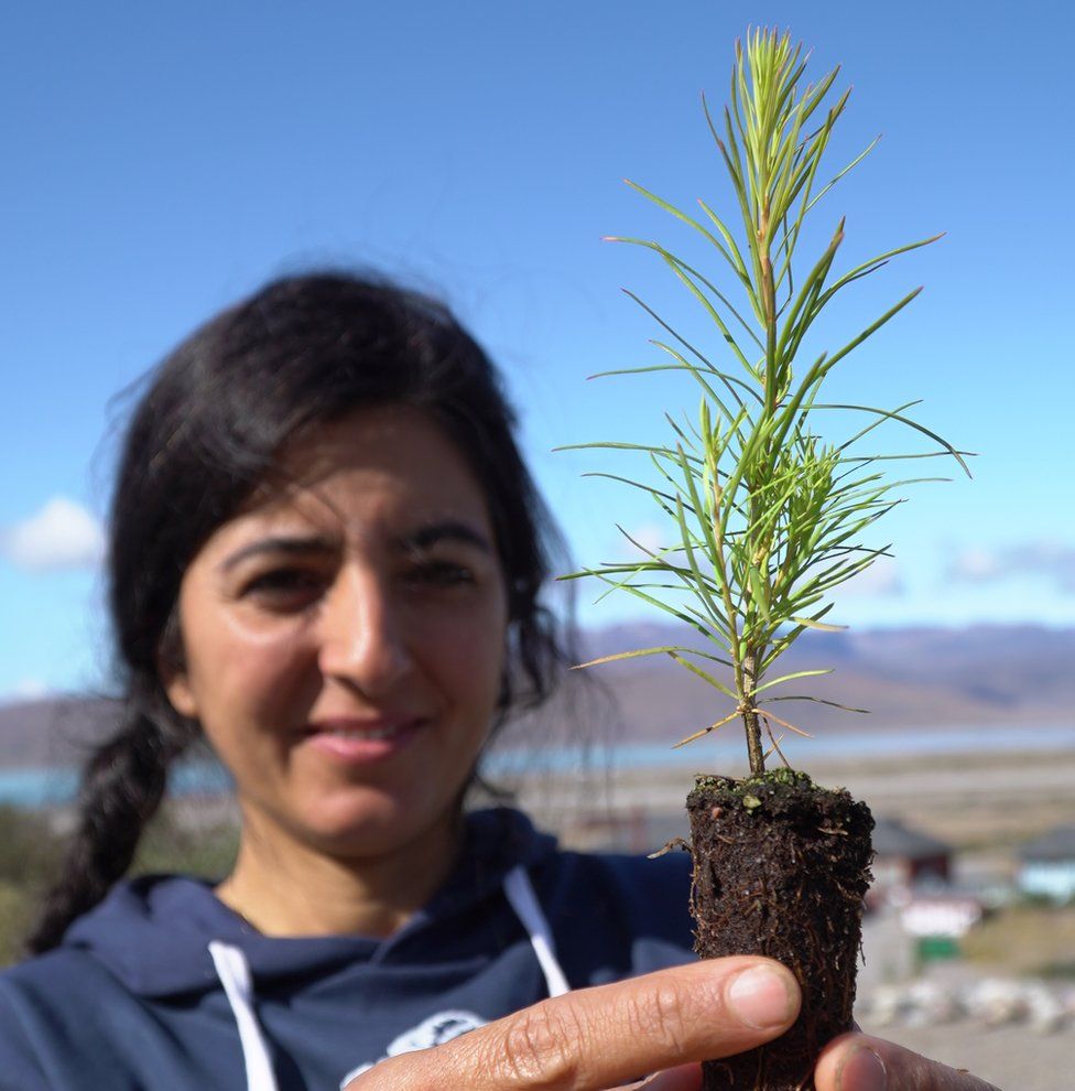 Dr Faezeh Nick plants tree saplings near Narsarsuaq