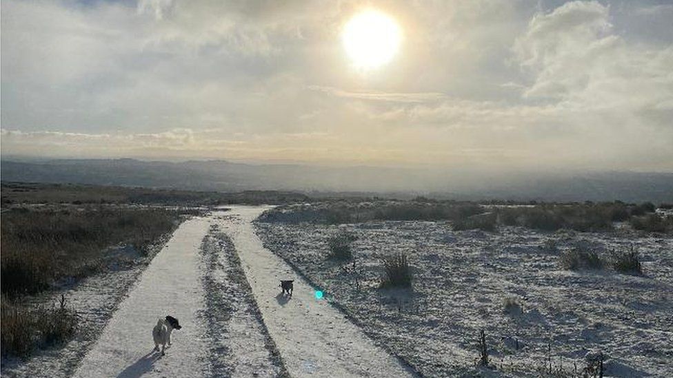 Dogs in the snow in Shropshire