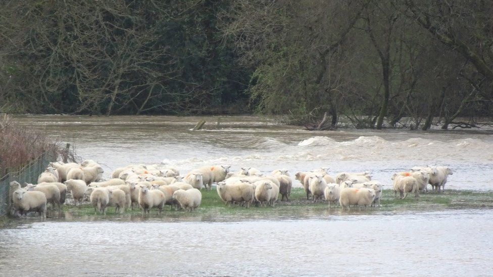 A group of sheep huddled in a flooded field