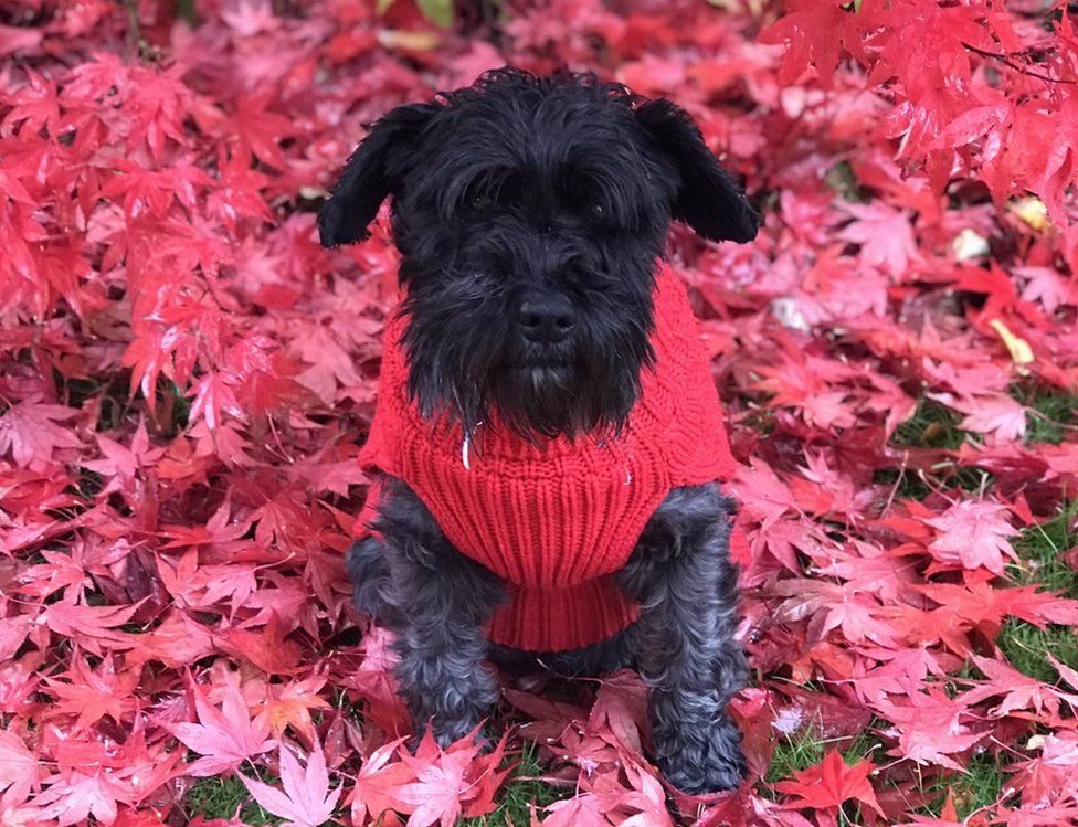 Scottie dog in a red jumper