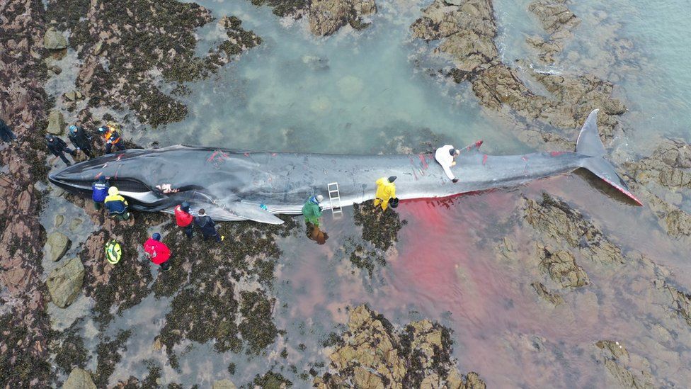 Drone of whale