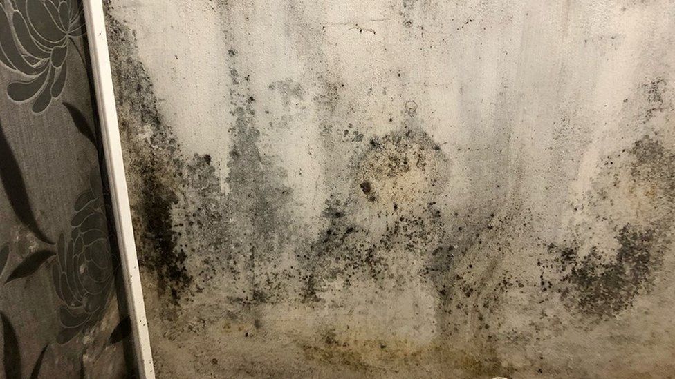 Black mould on wall in home