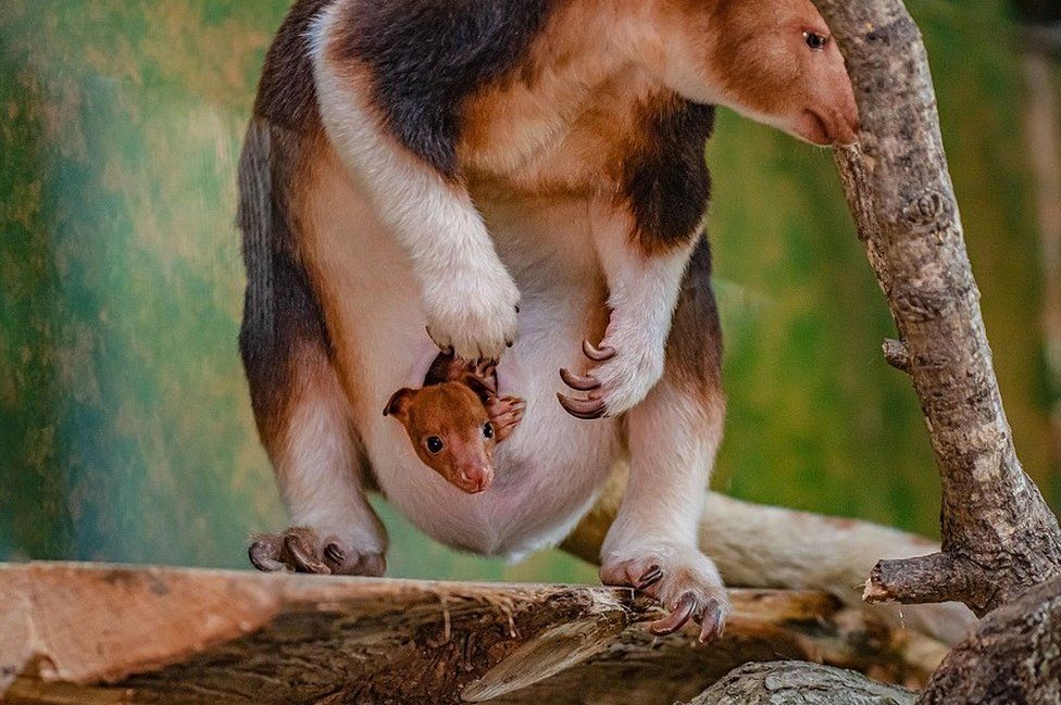 Joey pops out of mother's pouch