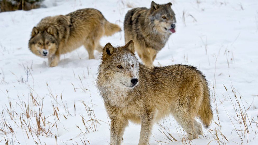 Alpha female Gray Wolf (Grey Wolf with subordinate males, Montana, USA