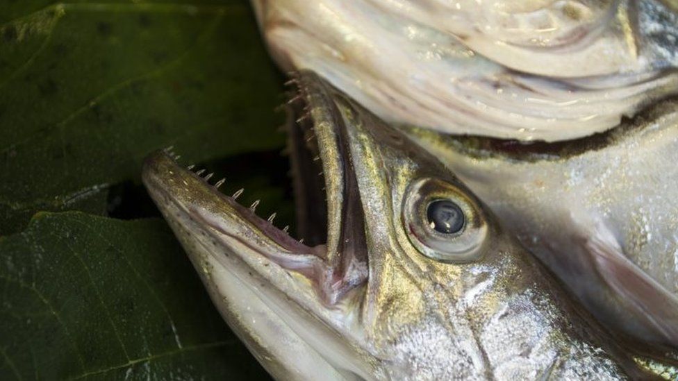 Field Guide - British Freshwater Fishes