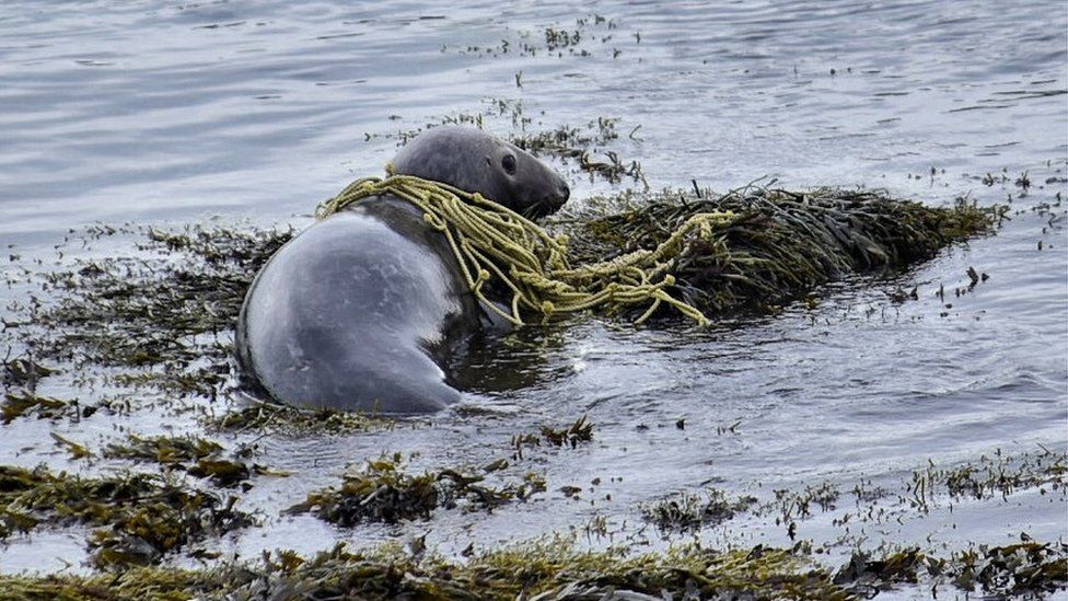Seal with rope around neck