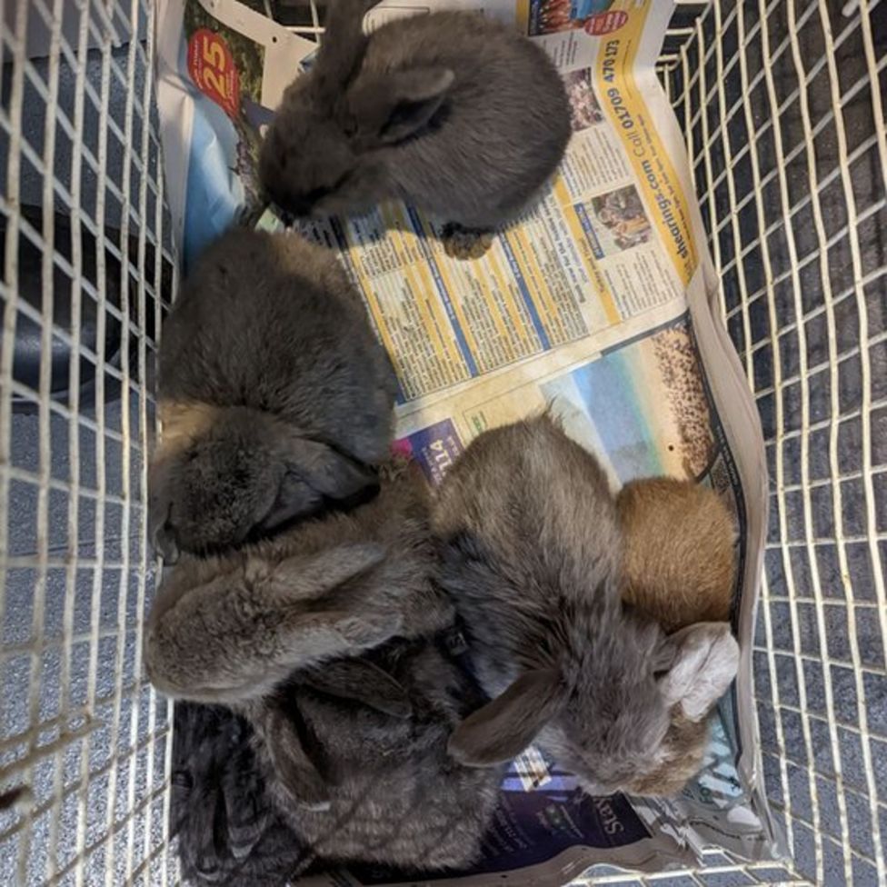 Family of rabbits dumped in bin at Bestwood Country Park BBC News