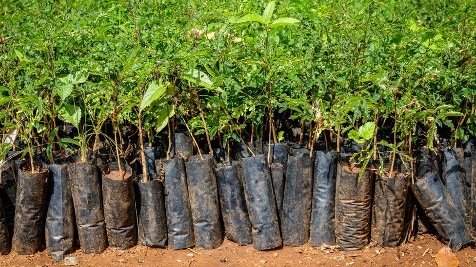 Ряды новых деревьев готовы к новой посадке в Уганде