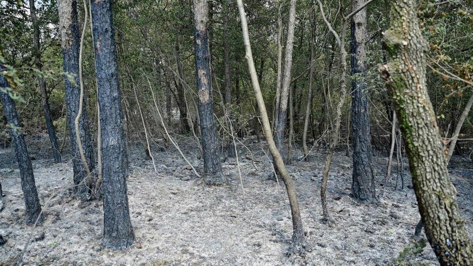 Деревья почернели после пожара.
