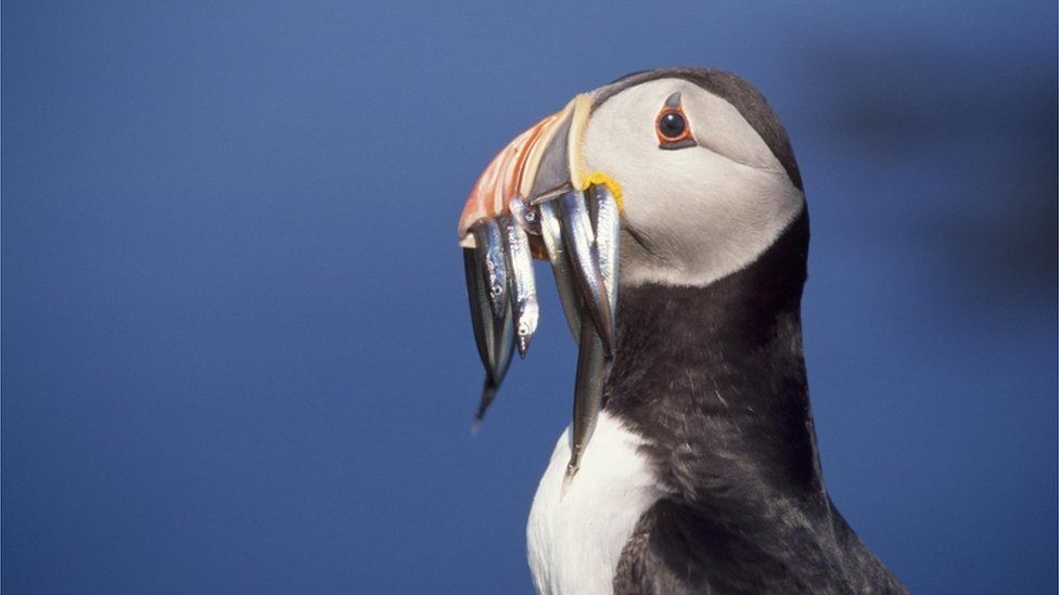 Atlantic puffin