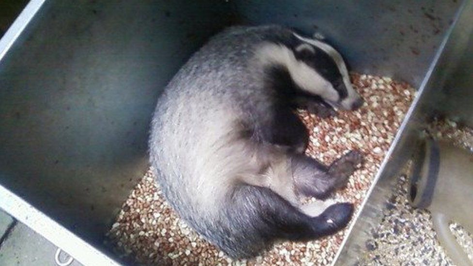 A badger in a food store