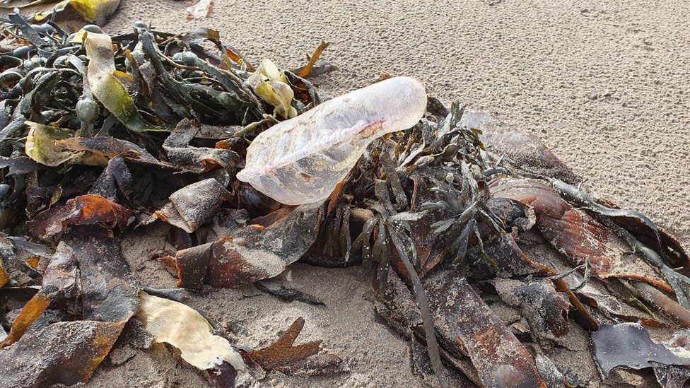 Portuguese man o' war warning for Pembrokeshire beaches - BBC News