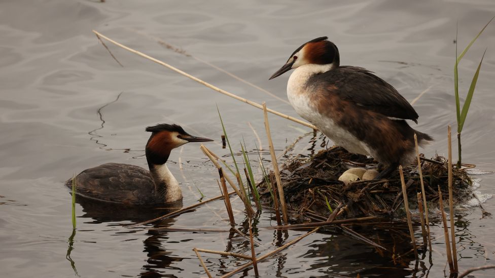 Great Crested Grebe nesting in Norfolk