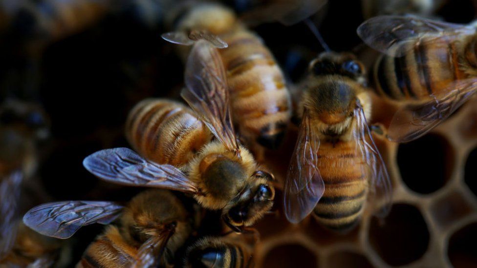 European honey bees