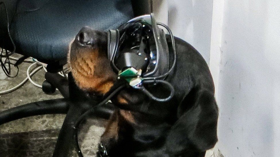 A Rottweiler is seen wearing a set of what look like ski goggles above its snout, with cabling running around its edges