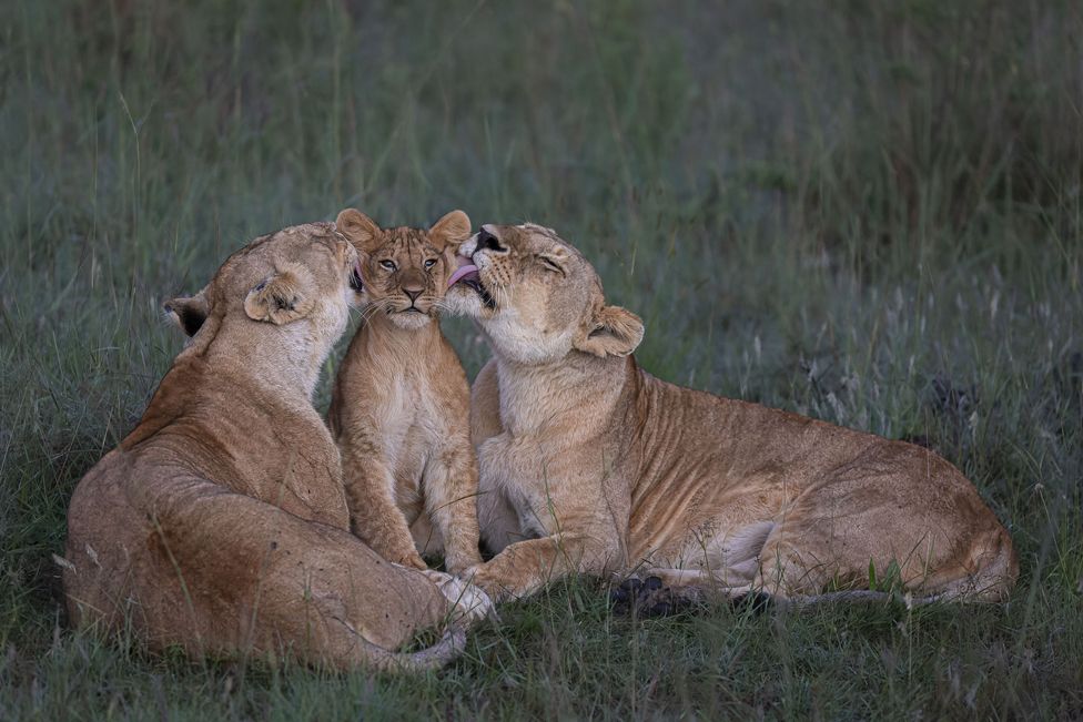 Two lionesses groom a cubs in Maasai Mara, Kenya