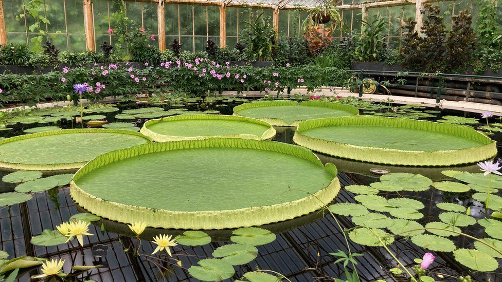 Scientists discover new giant water lily species - BBC News