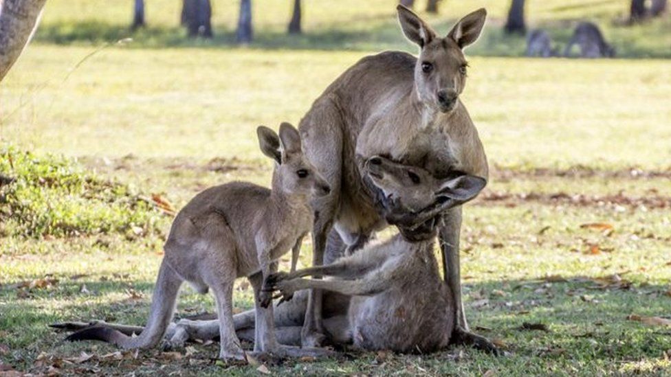 Kangaroo cradles dying mate while joey watches on