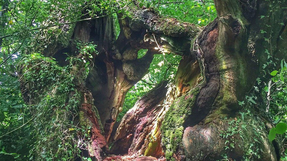 The Flitton Oak in Devon