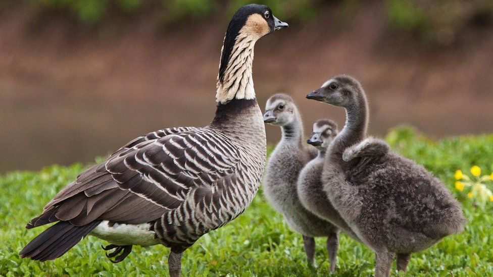 nēnē goslings and their parent