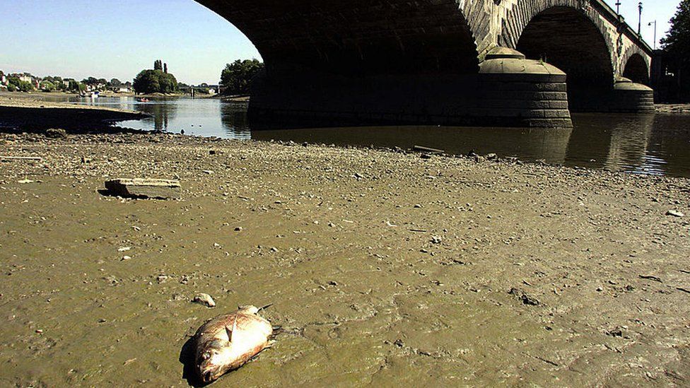 Мертвая рыба в реке Темзе после сброса неочищенных сточных вод