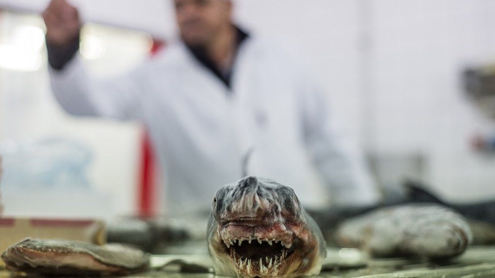 Raw hake in a fish processing factory