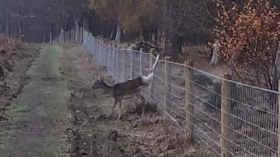 Forest of Dean upset over trapped deer fencing deaths BBC News