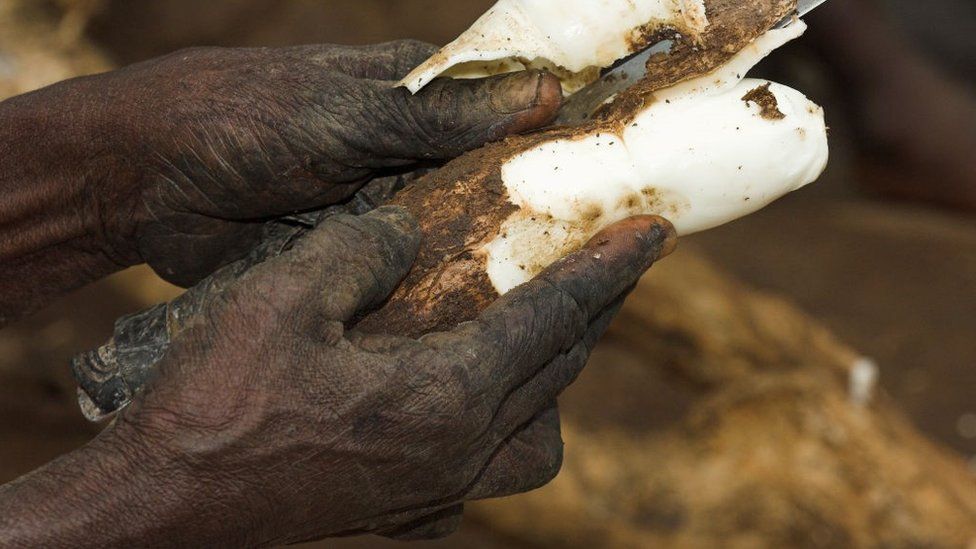 Close up of hand peeling cassava with knife Uganda Africa.