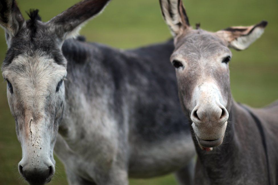 Two donkeys look at the camera against a green field in this photo