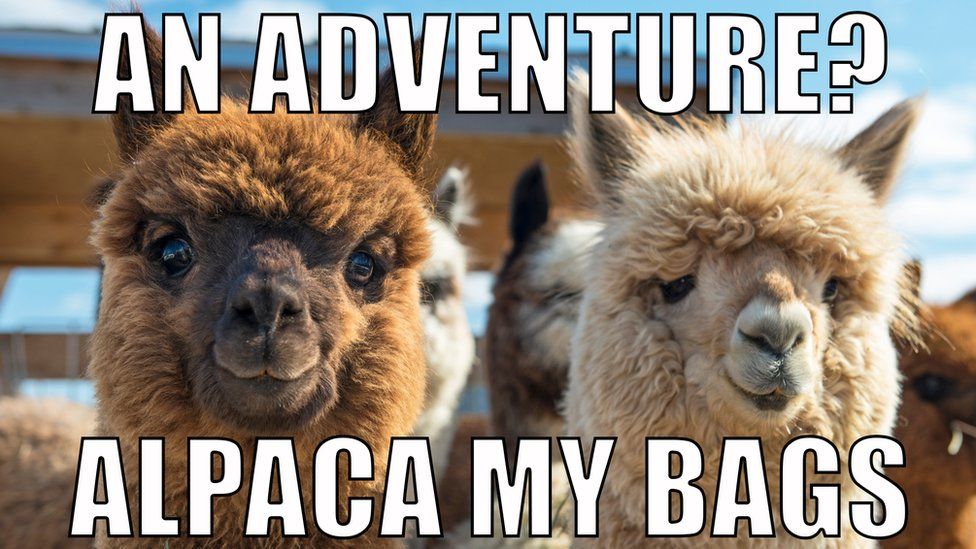 alpaca my bags meme